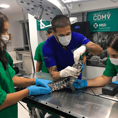 Curso de Auxiliar Veterinário de Pets Não convencionais