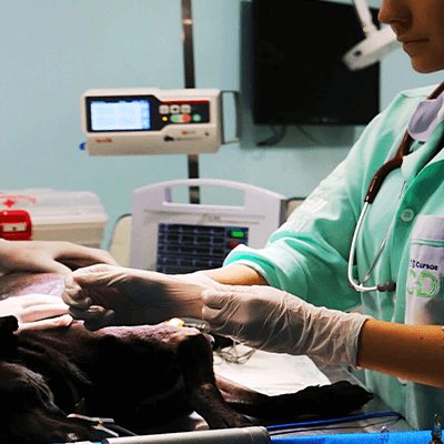 Curso Intensivo de Emergência e Urgência em Pequenos Animais