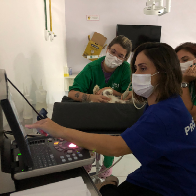 Curso de Ultrassonografia em Pequenos Animais