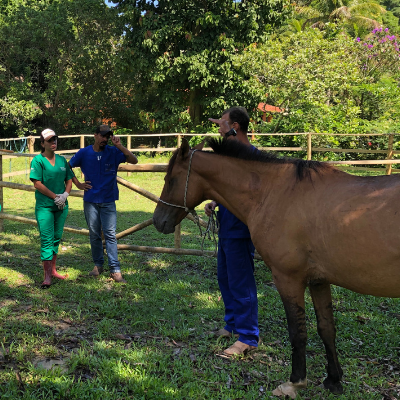 Curso de Clínica de Equinos
