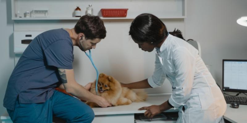 Como ser um veterinario bem sucedido