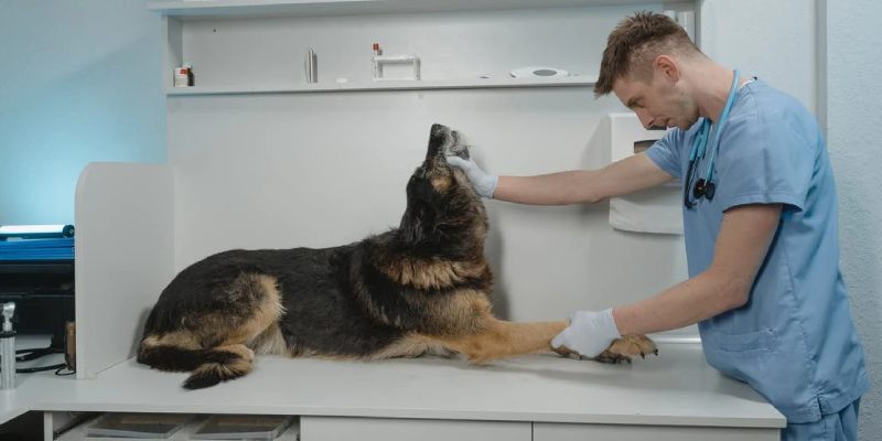 Qual é a importância da medicina veterinária preventiva?