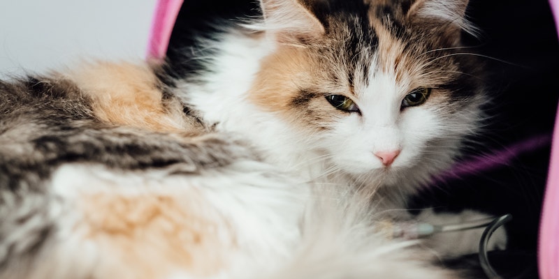 tratamento para piometra em gatos