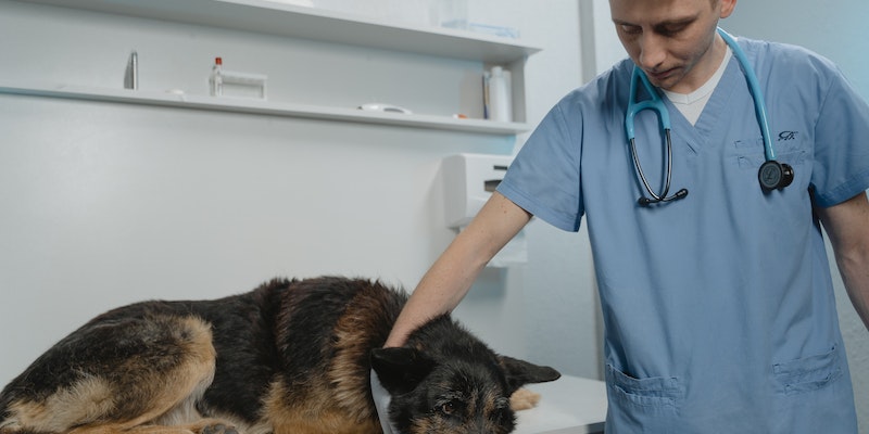Como diagnosticar sopro cardíaco em cães