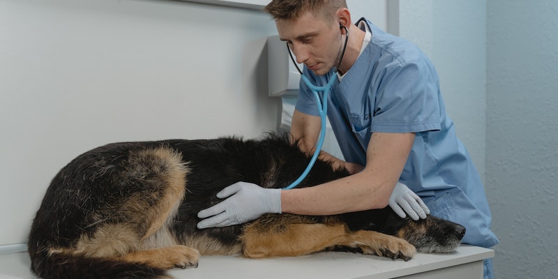 Como funciona a anestesia locorregional em pequenos animais